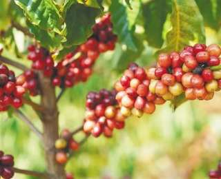 珍稀罗布斯塔-生长在海南岛热带雨林里火山岩上的咖啡豆