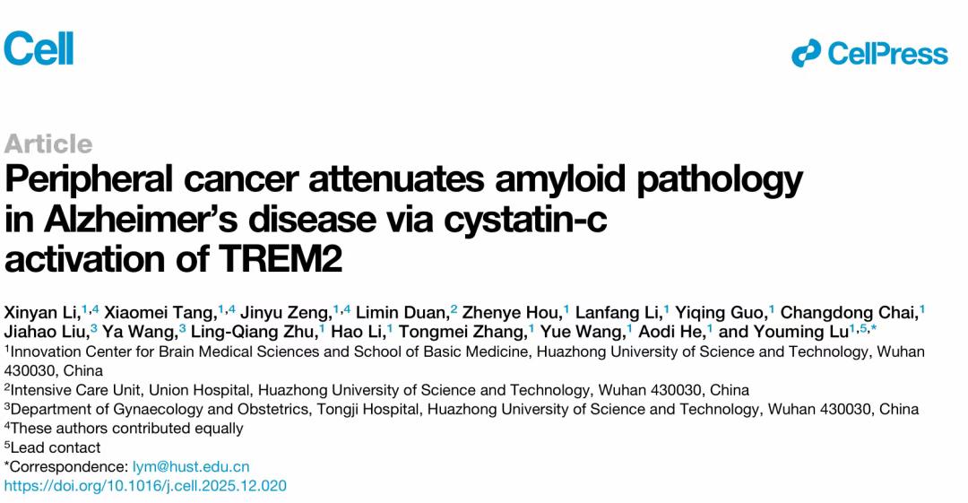 癌症与阿尔茨海默症的“反转对话” ——华中科技大学团队十五年攻关揭示癌细胞分泌因子可清除大脑淀粉样斑块