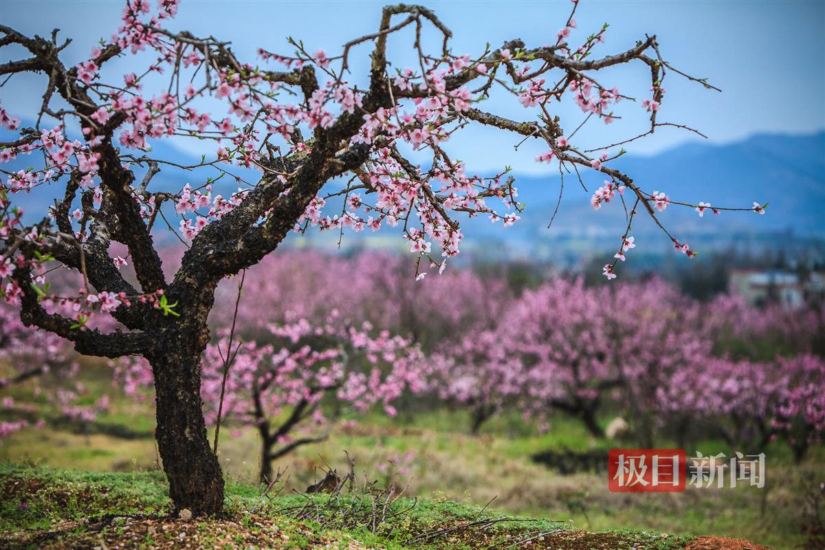 丰山桃花.jpg