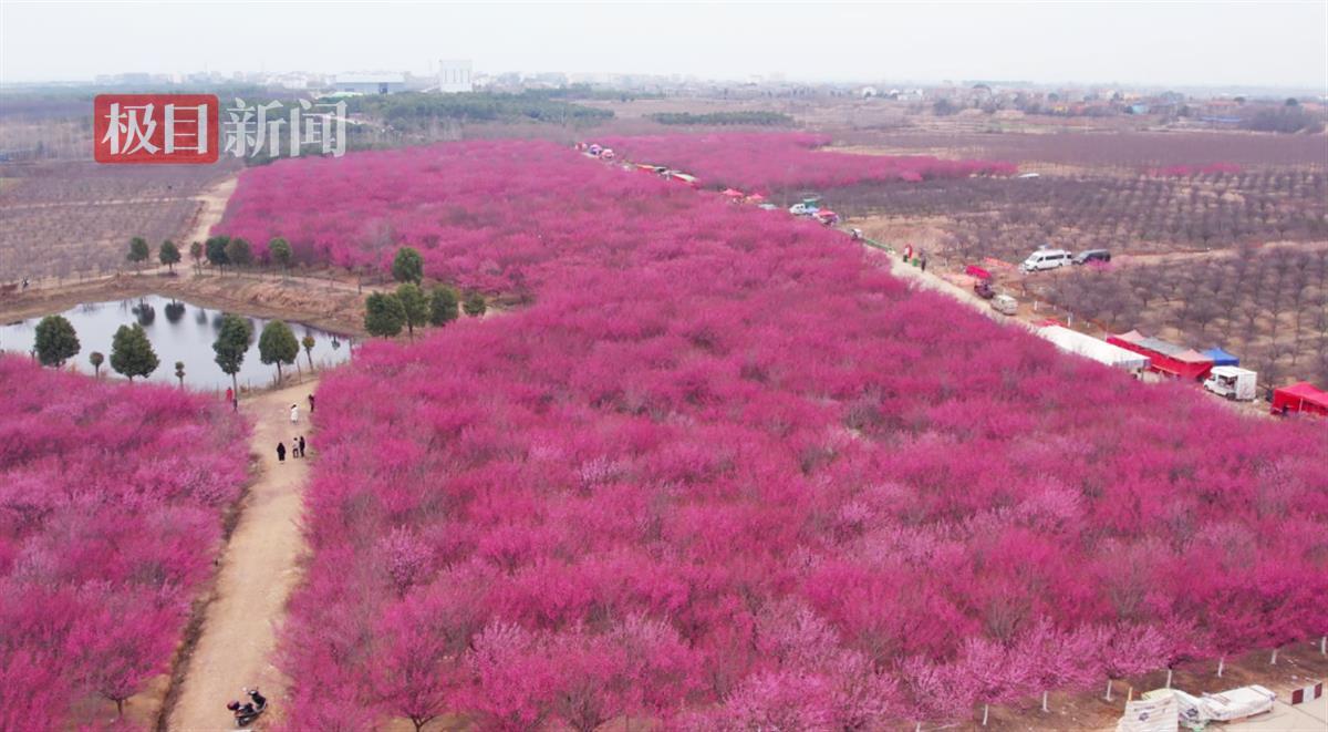 邹岗梅园1.png