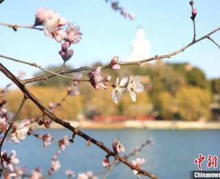北京市属公园推出40余处踏青赏花片区 丰富夜间赏花体验