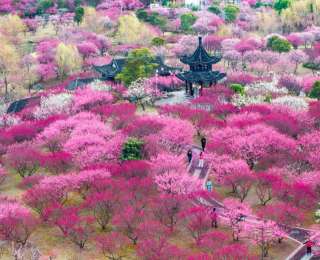 “颜值”变“产值” “赏花+”催动文旅消费活力