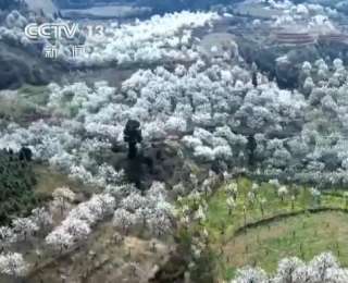 春暖花开景如画 多地赏花游激活乡村旅游经济