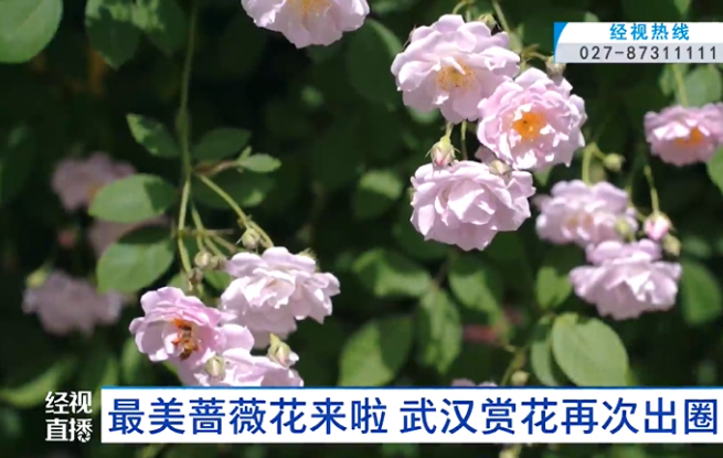 武汉百米蔷薇花墙全部盛开，拍照绝了！