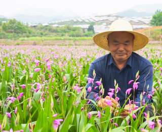 咸宁崇阳：山乡绽开“致富花” 紫色花海引客来