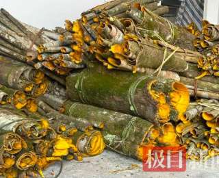 “千金方”助农致富！来凤发展6万亩中药材
