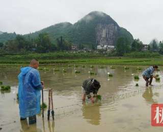 鹤峰初夏插秧忙，万亩稻田披绿装