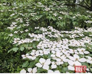 护林员巡山竟遇粉色仙境！丹江口百亩野生合欢秘境成夏日顶流