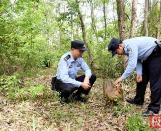 “三有”小麂现身居民区，湖北襄阳保康警民暖心救助并放生