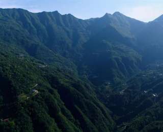 楠木河畔古树茶，武陵山寄出的时光明信片