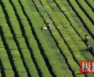 牛粪堆肥+扫码溯源！利川忠路4万茶农端稳“有机金饭碗”