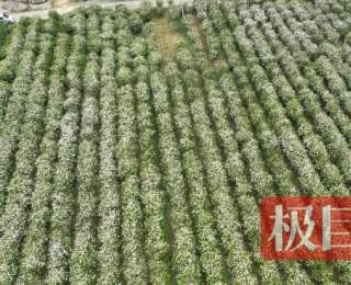 栀子飘香交易忙！“中国栀子花之乡”开摘！