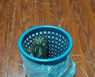 “大眼萌鸟”雨中被困沟渠，民警暖心救助，将放归大自然