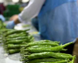 这款产自武汉的“辣椒炒肉专用椒”爆火，正走向全国餐桌