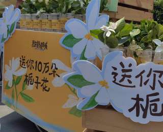 武汉满城栀子花，全国多地游客免费领到了！