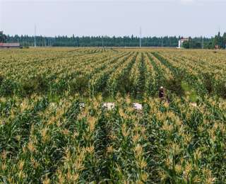 汉南甜玉米6月初将集中上市，近九成产量已被提前订购