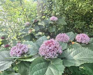 被名字耽误的“植物宝藏”！臭牡丹在白玉公园绽放，粉紫花海等你打卡