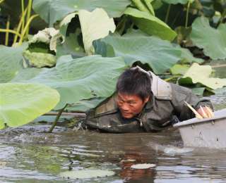 藕农采摘藕带忙