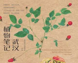 湖北省科普大使刘从康，用文字和手绘记录武汉近千种植物