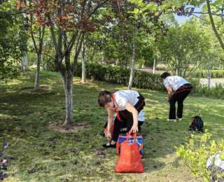 白玉公园红叶李果实成熟，免费派送给游客