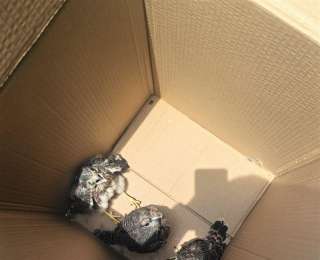 鸟妈妈在百米高楼招牌内筑巢，公园保安帮3只红隼雏鸟找“家”