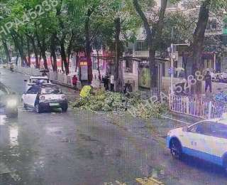 暴雨中行道树倒伏阻断道路，民警徒手清障浑身透湿