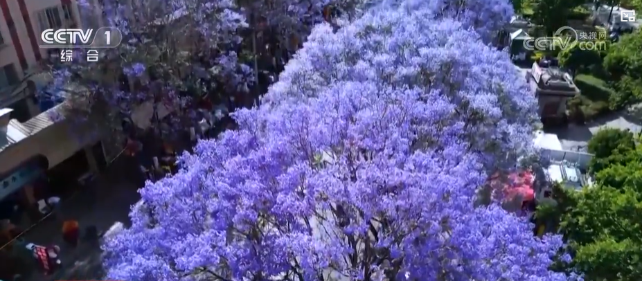 一路生花 城市空间的“花花世界”：云南的“新花样”