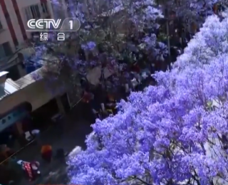 一路生花 城市空间的“花花世界”：云南的“新花样”