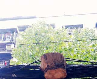 极目帮办|枯死行道树被锯留下一段挂在线缆上，市民担心坠落伤人，城管部门及时处理