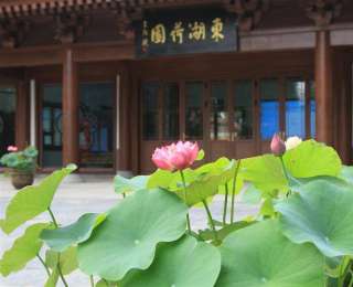 6月6日开园 东湖荷园500个珍稀荷花品种等你来品鉴
