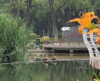 绿意飞扬，武钢湿地公园飞来一对绿头鸭