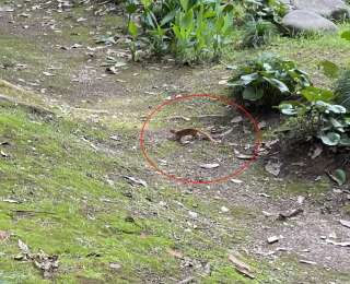 城市公园遇黄鼬！武汉和平公园生态亮了