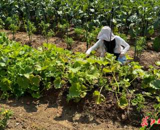 武监高速旁“长”出共享田园