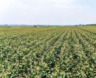 比瓜甜的汉南甜玉米上市了，90%的甜玉米已经被认购