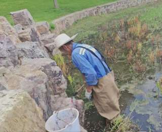 武汉和平公园多举措防治福寿螺，守护城市水体生态