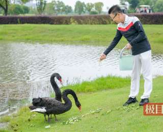 母天鹅遭公鹅啄被迫离开，渣鹅与新欢再度相聚嬉戏，饲养员：尊重动物们的选择