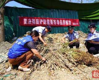 虽“美”必诛！湖北保康警方集中销毁毒品原植物罂粟631株