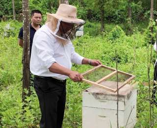郧西县三官洞林区林下“掘金”富乡民