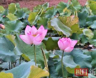郧西县上津古镇荷花初绽邂逅夏日浪漫
