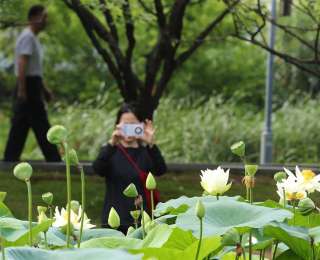 夏日限定上线，“荷”你相遇洪山！