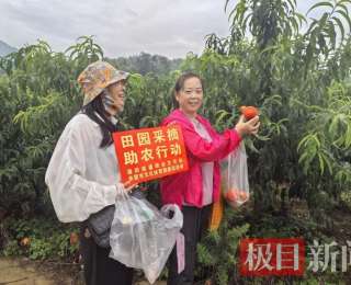 湖北赤壁：一个黄桃一份情，公益助农献爱心