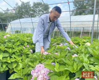 10亩花田治愈3000公里孤独，广水独眼小伙与他的“无尽夏”