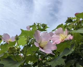 美！武汉白玉公园木芙蓉紫薇齐放，错过等一年