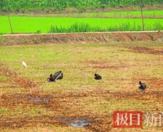 “鸟中熊猫”彩鹮定居孝感，去年仅观测到1只，而今年全家齐现身