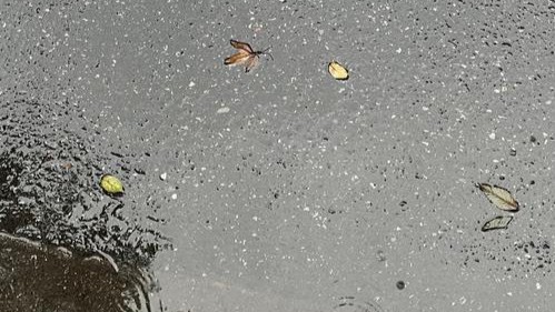 雨热同台！今天江南等地仍有强降雨 华北平原高温暴晒华南闷热感强