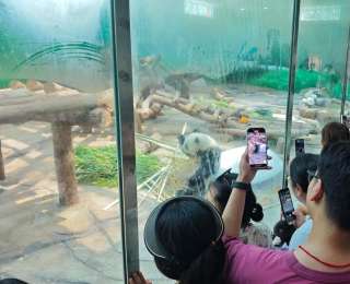 大熊猫“网网”“升谊”亮相！四川北川大熊猫文旅消费季启幕