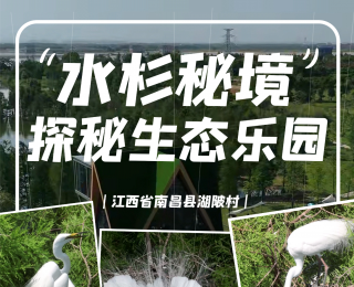 万只鸟儿当“房东”，水杉秘境上演超萌日常