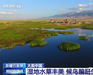 候鸟、骏马、粉荷……生物多样性与自然韵律完美交融，夏日美景“buff拉满”