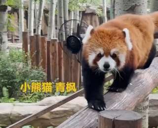 动物明星“出圈”记，年轻人为何爱上动物园？