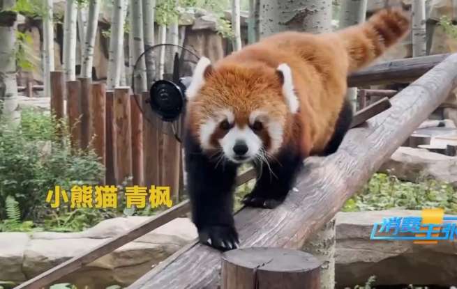 动物明星“出圈”记，年轻人为何爱上动物园？